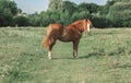 Red horse with long blond mane is standing in the field with white flowers in summer day. Toned photo. Royalty Free Stock Photo
