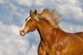 Red horse with long mane Royalty Free Stock Photo