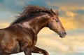 Red horse with long mane Royalty Free Stock Photo