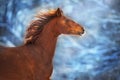 Red horse with long mane Royalty Free Stock Photo