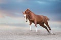 Red horse with long mane run Royalty Free Stock Photo