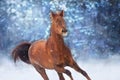 Red horse with long mane Royalty Free Stock Photo