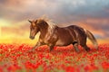 Red horse in poppy flowers