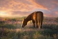 Red horse with long mane on summer Royalty Free Stock Photo