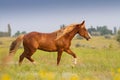 Red horse with long mane Royalty Free Stock Photo