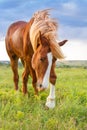 Red horse in the meadow Royalty Free Stock Photo