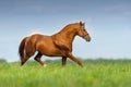 Red horse in motion Royalty Free Stock Photo