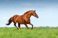 Red horse in motion Royalty Free Stock Photo