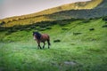 Red Horse in mountains on the green grass Royalty Free Stock Photo