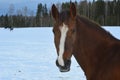 Muzzle of a red horse close-up against a snow-covered field and forest against a winter blue sky. Royalty Free Stock Photo