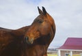 red horse near the house with red roof