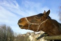 Red horse neighs Royalty Free Stock Photo