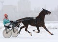 The red horse Orlov trotter breed in motion