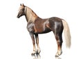 The red horse Orlov trotter breed stand isolated on white background Royalty Free Stock Photo