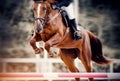 The red horse overcomes an obstacle.Show jumping