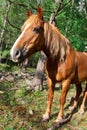 Red Horse portrait.