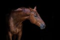 Red horse portrait