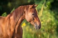 Red horse portrait on green background