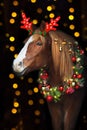 Horse in christmas decoration Royalty Free Stock Photo