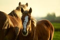 Red horse portrait on sunset sky at meadow, foal with mare grazing Royalty Free Stock Photo