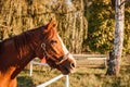 Red horse. Portrait of thoroughbred horse head in paddock