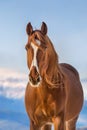 Red horse in winter day Royalty Free Stock Photo