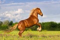 Red horse rearing up Royalty Free Stock Photo