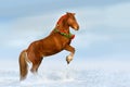 Red horse rearing up in snow Royalty Free Stock Photo