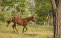 Red horse in the red halter running Royalty Free Stock Photo