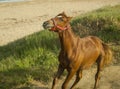 Red horse in the red halter running Royalty Free Stock Photo