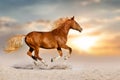 Red horse run in dust Royalty Free Stock Photo