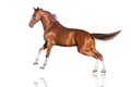 Red Horse run gallop isolated Royalty Free Stock Photo