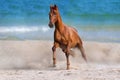 Red horse run Royalty Free Stock Photo