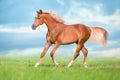 Red horse run in green grass Royalty Free Stock Photo