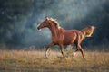 Red horse run Royalty Free Stock Photo