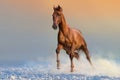 Red horse run in snow Royalty Free Stock Photo