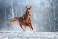 Red Horse run in snow in christmas decoration Royalty Free Stock Photo