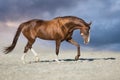 Red mare run in desert Royalty Free Stock Photo