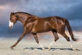 Red horse run trot Royalty Free Stock Photo