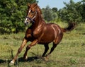 Red horse running across the field Royalty Free Stock Photo