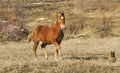 Red horse running with small brown dog Royalty Free Stock Photo