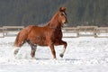 Red horse running on the snow. Royalty Free Stock Photo