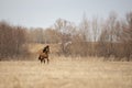 Red horse runs across the field Royalty Free Stock Photo