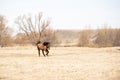 Red horse runs across the field Royalty Free Stock Photo