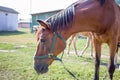 Red horse sidewise at farm countryside