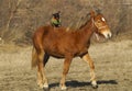 Red horse with a small brown dog on the back stand