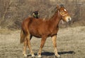 Red horse with a small brown dog on the back standing Royalty Free Stock Photo