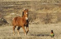 Red horse with a small brown dog Royalty Free Stock Photo