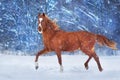 Red horse in snow Royalty Free Stock Photo