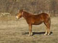 Red horse stand on the field Royalty Free Stock Photo